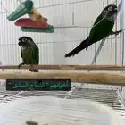 فروخ كنيور قرين شيك (( تم البيع ))