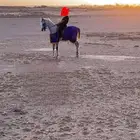 حصان واهو