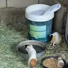 2 ذكور و. 4 اناثي في النماص