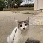 قطه جميله اليفه للبيع تواصل خاص