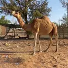 ناقه لقحه حمرا طيبه له 10 شهور