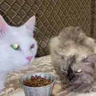 على السوم