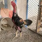 ديك باكستاني