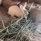 ارانب للبيع العدد 3 ذكرين وا انثى