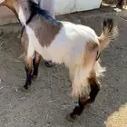 تيوس عوارض جبره ( رمضان )