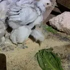 صوص براهما كونك صنف