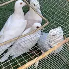 حمام حب رمان جوز وجوز زاجل ابيض