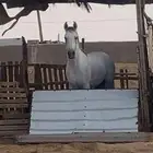 خيل شعبي كفو  .