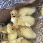 صيصان بط