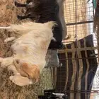 ماعز 4 معهن 4. روم وسلم وسن تامه