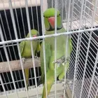 وببغاء دوره