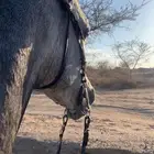 حصان شعبي كفو