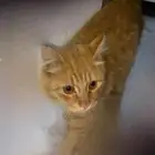 قطط