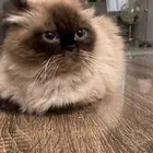 قطة للتبني مع جميع اغراضها