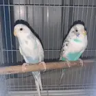عصافير بادجي