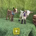ماعز قزميات