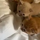 للبيع كيتين قطط صغيرة مهجنه