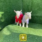 ماعز قزم بيور