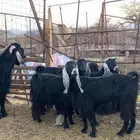 معزا بفحلها(تم البيع)