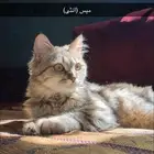انثى شيرازي