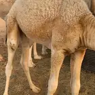 قعود اوضح للبيع