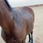 حصان