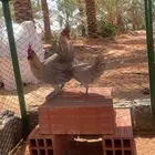 دجاج فيومي المنيوم للبيع