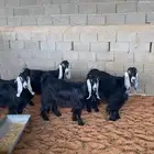 معزا عوارض طيبه دفيع ومقرعات