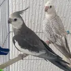 اجواز ببغاء الكروان اللوان نادره ومميزه