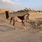 مهر