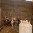 ديك ودجاج شامو