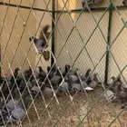 حمام زاجل طبات العمر من 4 شهور وتحت