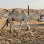 قعدان توني سحبها من تحت امتها