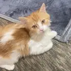 قطوه للتبني
