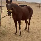 فرس لقاح عربية واهو مهره عربية اصيلة ورق كحيلة