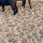 معزا عوارض دفيع ومضاريع شرط سونار