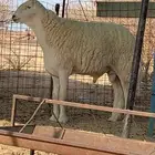 فحل حري صنف مشروط