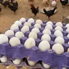 دجاج بلدي وا عربي بياض وصوص لوهمان