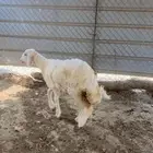 رخل