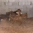 معزا جنوبيات