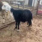 شاه نجديه سنها تامه شبب وديسها سلم الموقع عنيزه