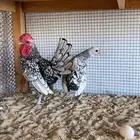 ديك ودجاجة سبرايت شبابي