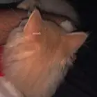 قطوه انثى للبيع