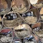 حمام مشكل عشه كامله