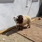 طليان طيبه.