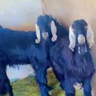 تيوس للبيع
