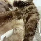 قطه للتبني مع اطفالها