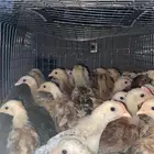 صوص دجاج العدد 190 محصنه