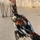 ديك باكستاني سندي