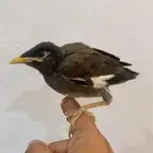 طائر المينا أليف